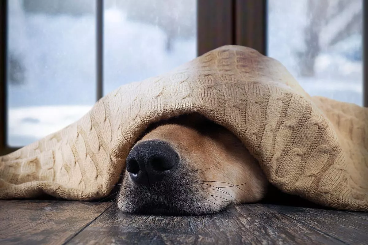 Cane freddoloso sotto una coperta