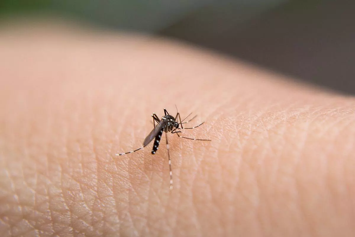 Zanzara sulla pelle